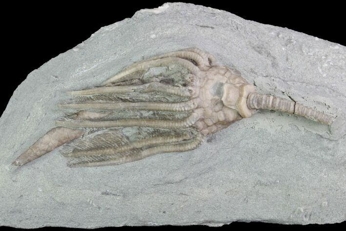 Crinoid (Macrocrinus) Fossil - Crawfordsville, Indiana #99936